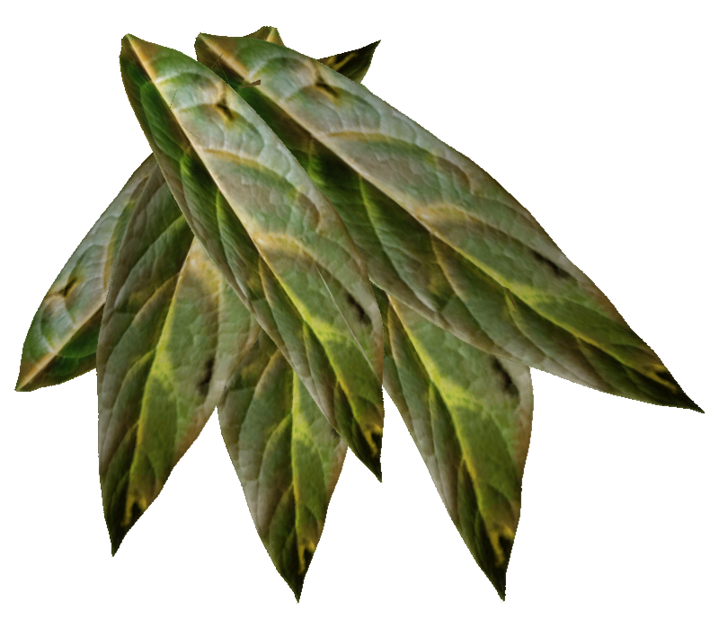 leaves clipart tobacco leaf