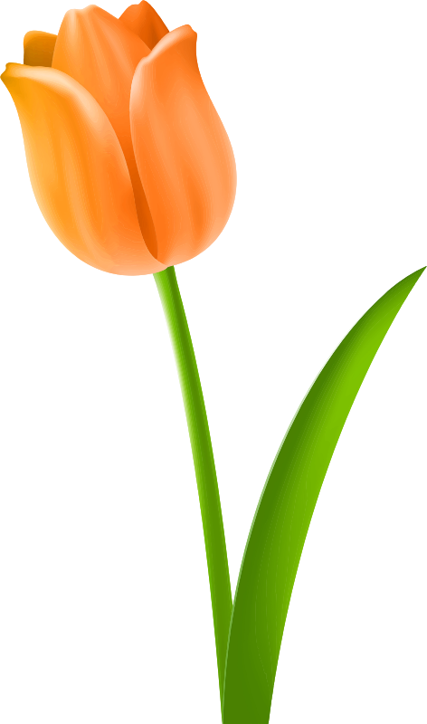 orange clipart tulips