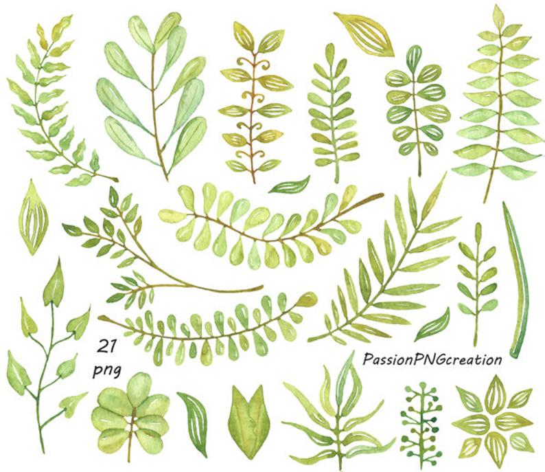leaves clipart watercolor