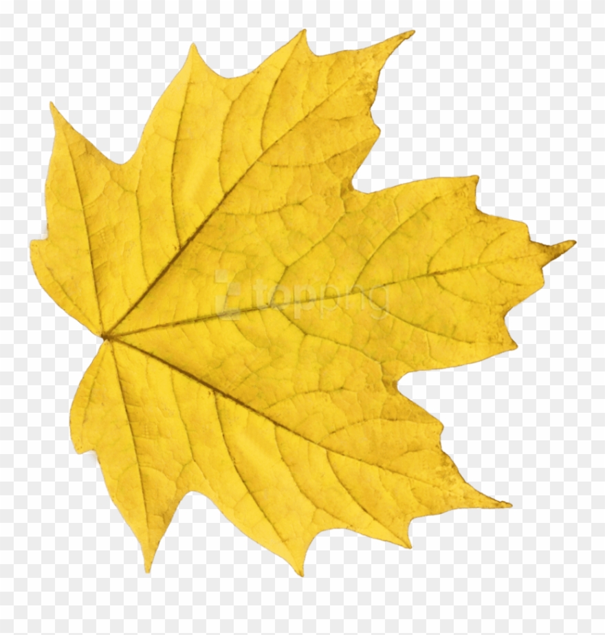 Free png download autumn. Leaves clipart yellow leaf