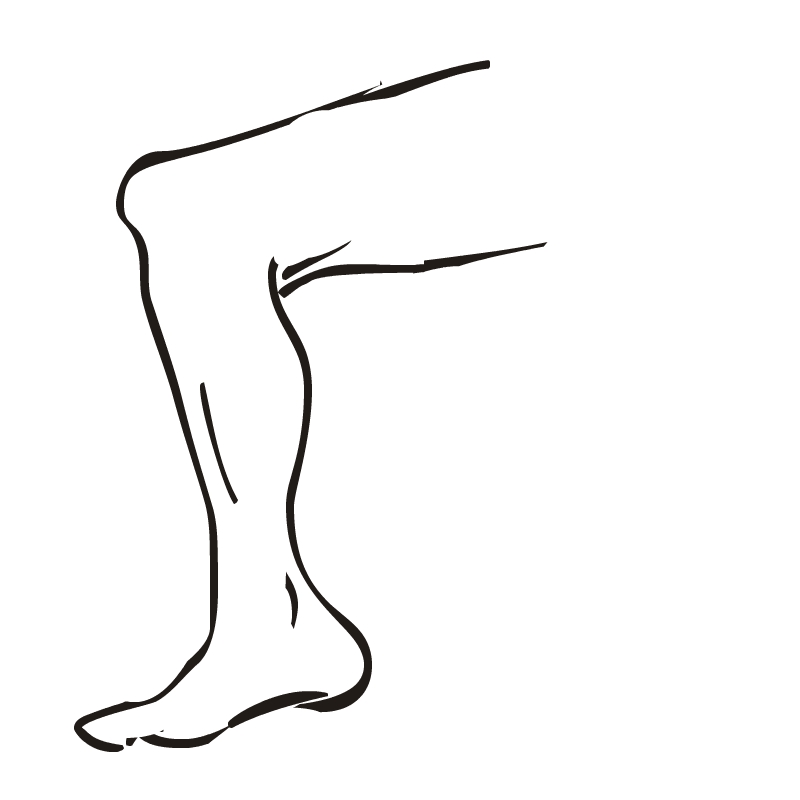 legs clipart thigh