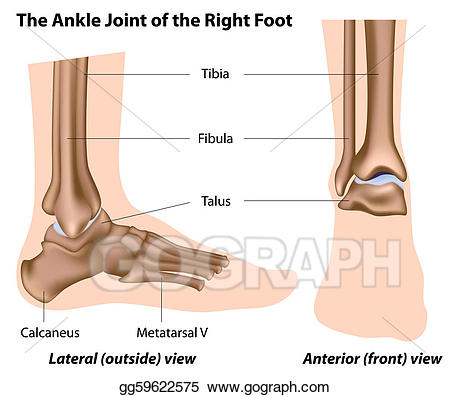 leg clipart ankle joint