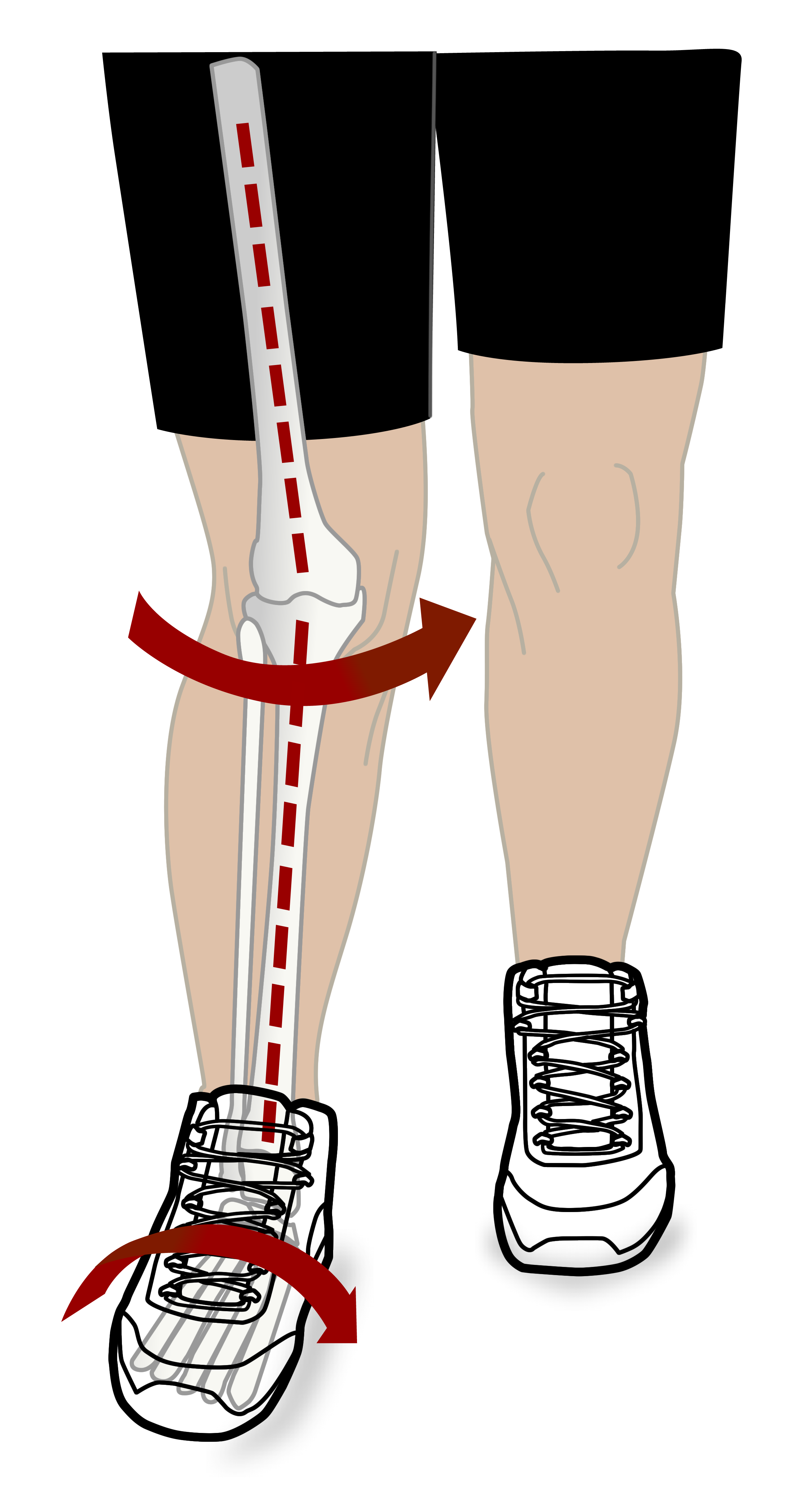 leg clipart ankle joint