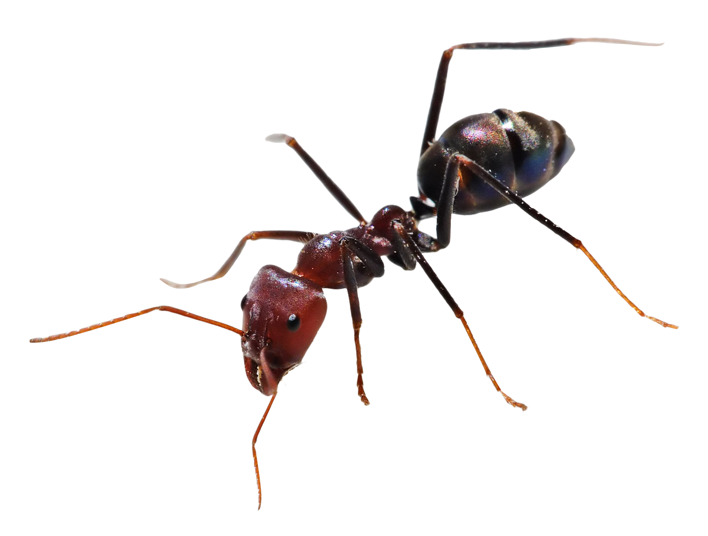 legs clipart ant