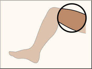 legs clipart thigh