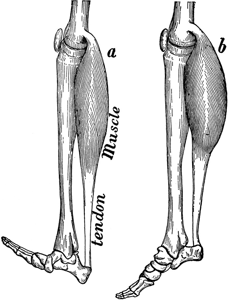 leg clipart muscle leg
