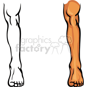 legs clipart muscle leg