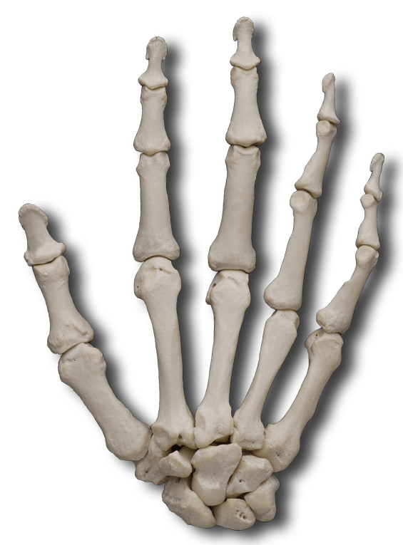 Skeleton clipart arm bone. Carpal bones transparent png
