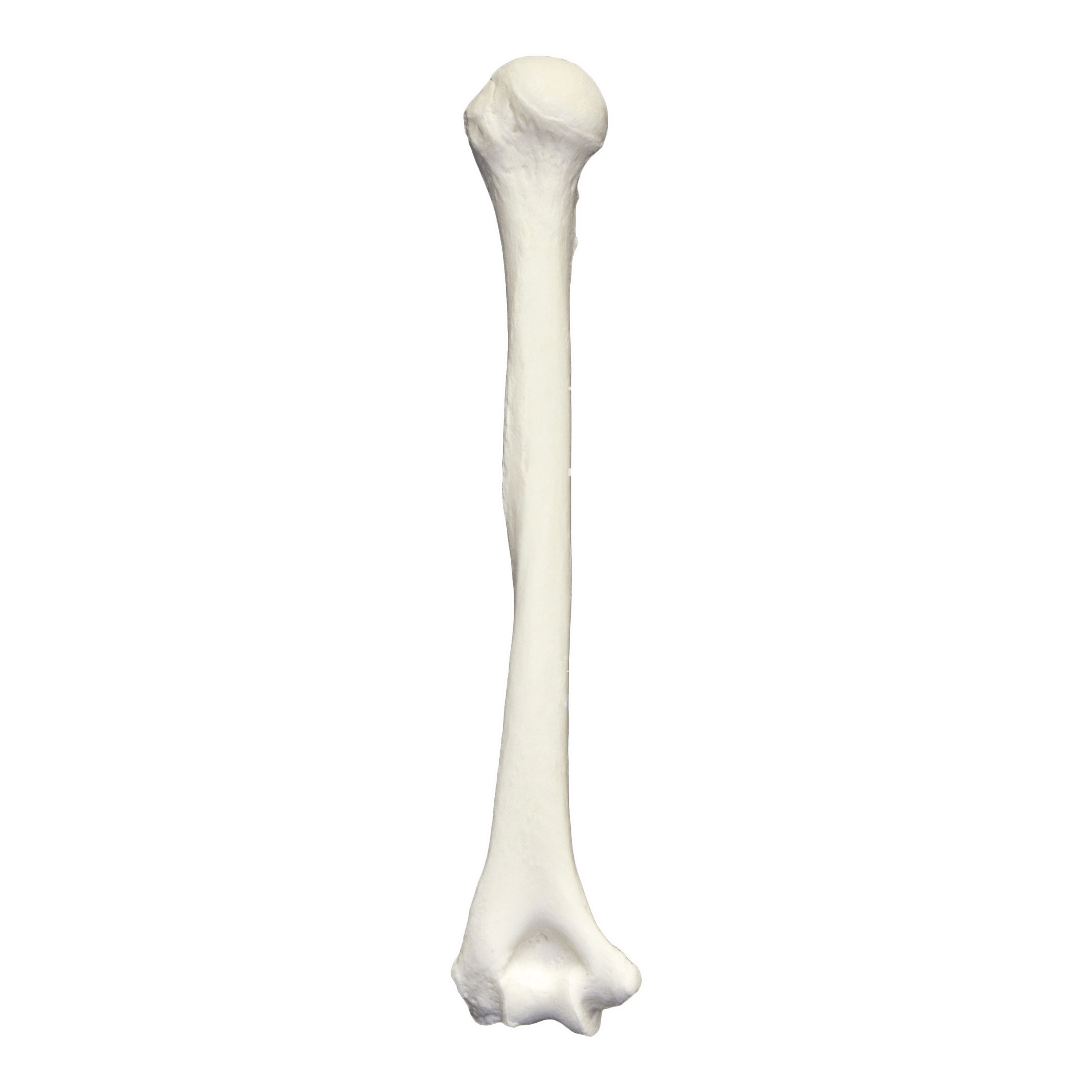 leg clipart skeleton leg