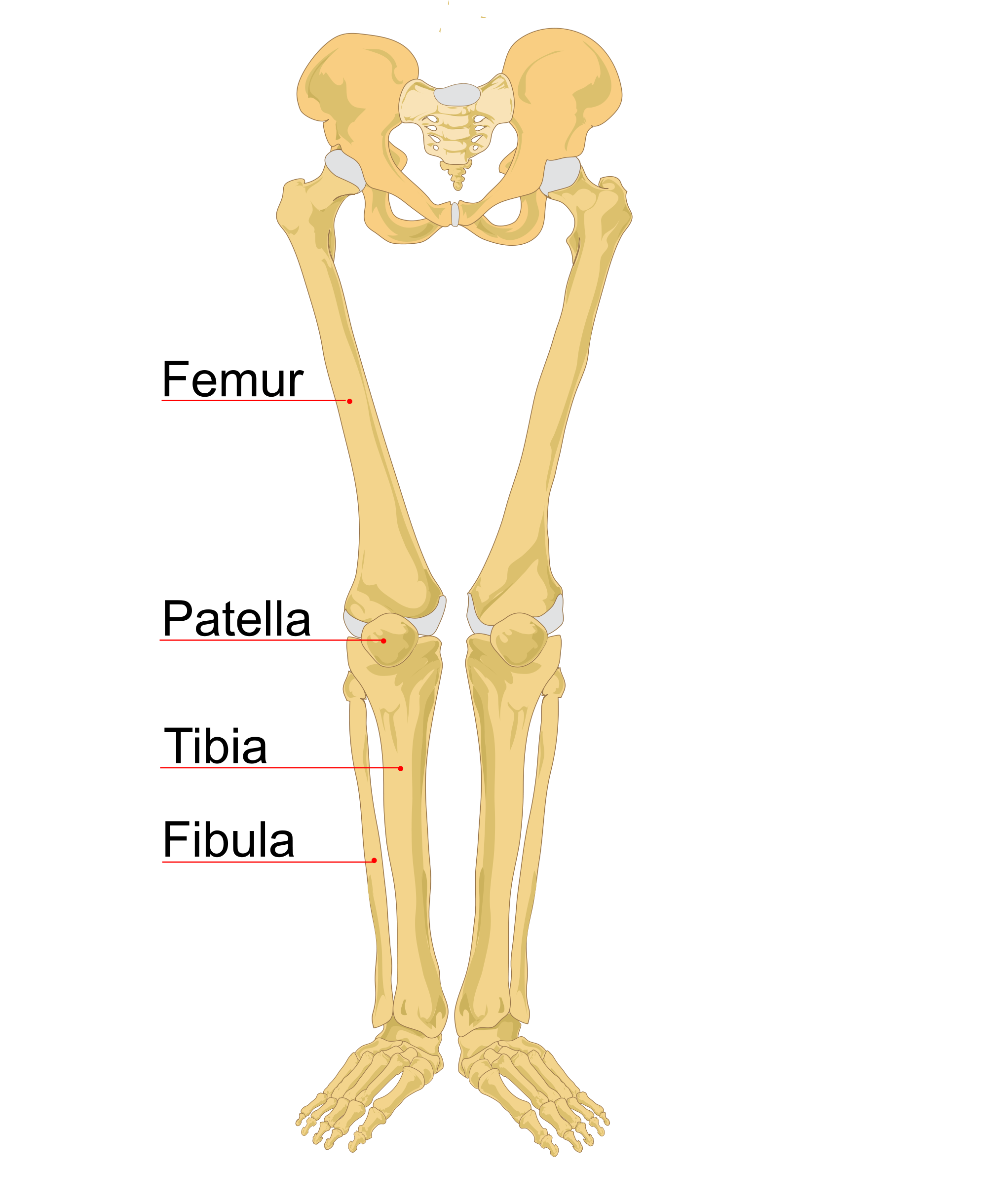 leg clipart skeleton leg