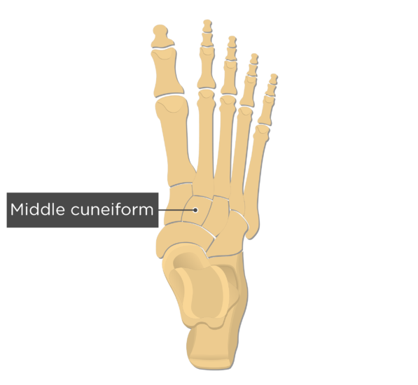 legs clipart ankle joint