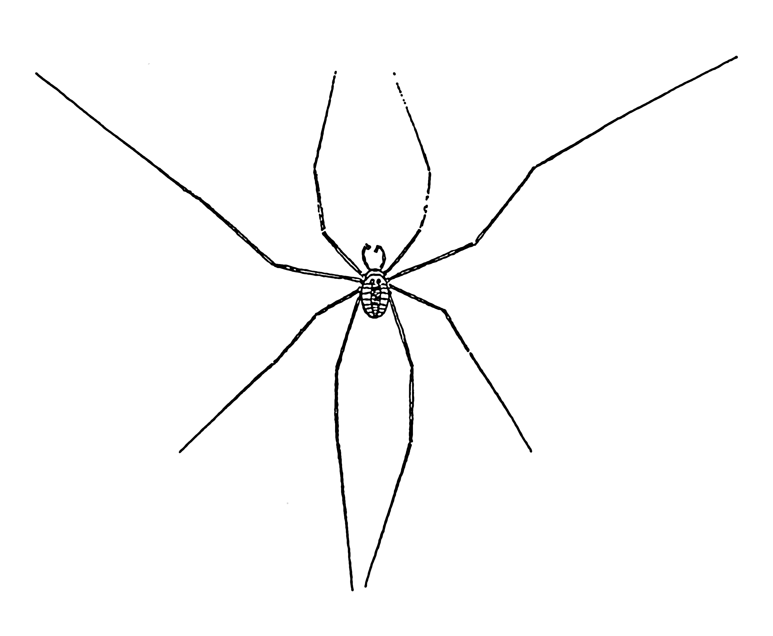 spider clipart daddy long leg