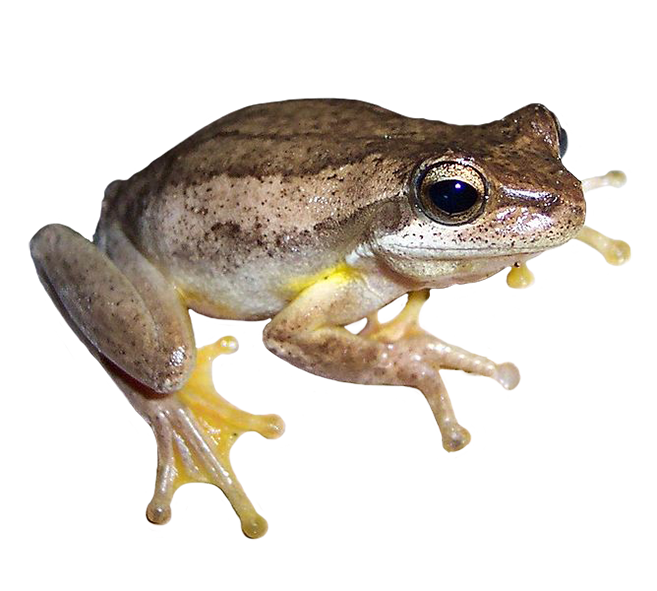 Toad clipart tongue. Frog clip art 