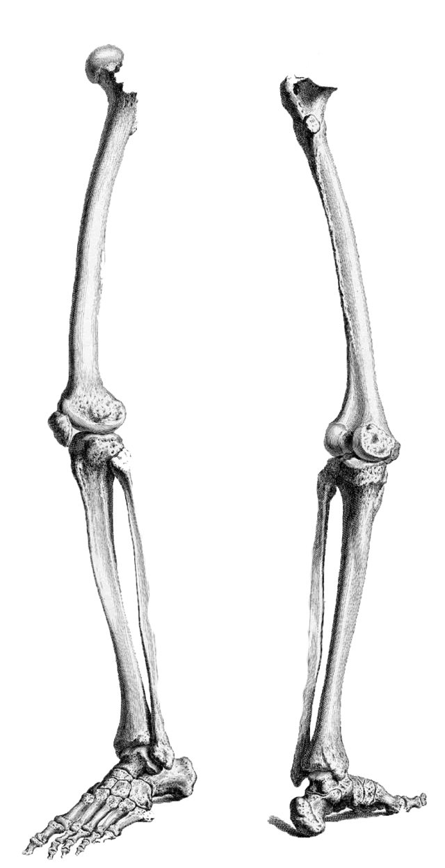 legs clipart skeleton leg