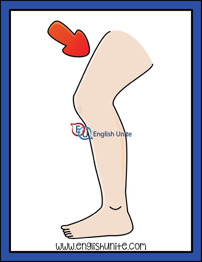 Long i clip art. Legs clipart thigh