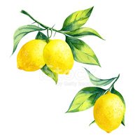 Lemon clipart branch. Watercolor stock vectors me
