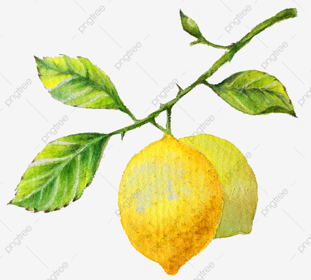 lemon clipart branch