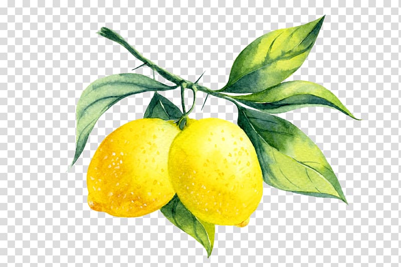 lemon clipart branch