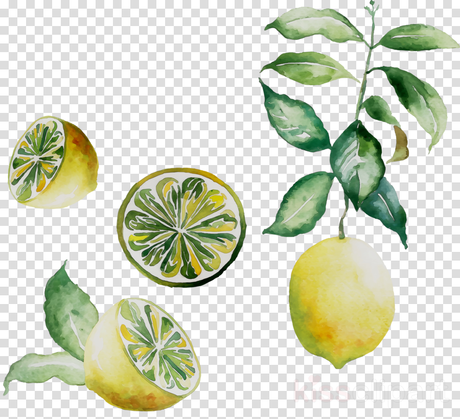 lemon clipart lemon leaf