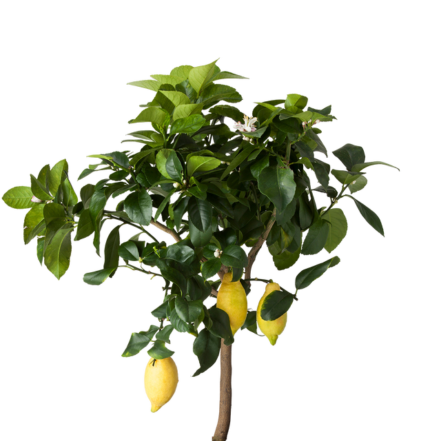 lemon clipart lemon tree