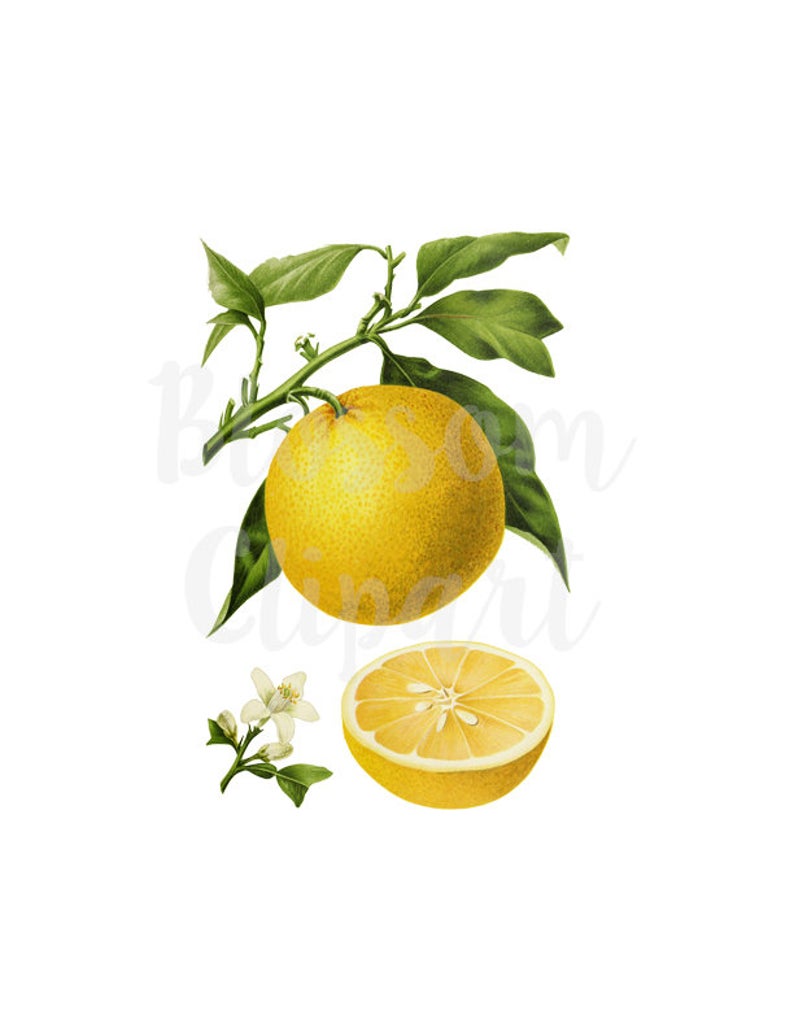 lemon clipart vintage