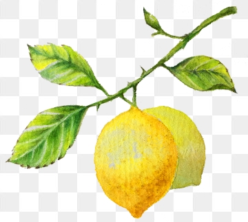 lemons clipart branch