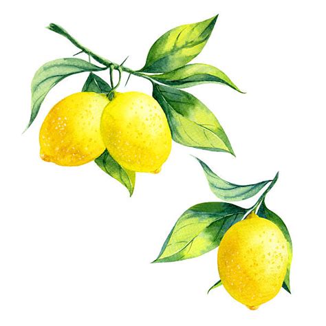 Lemons clipart branch, Lemons branch Transparent FREE for download on ...