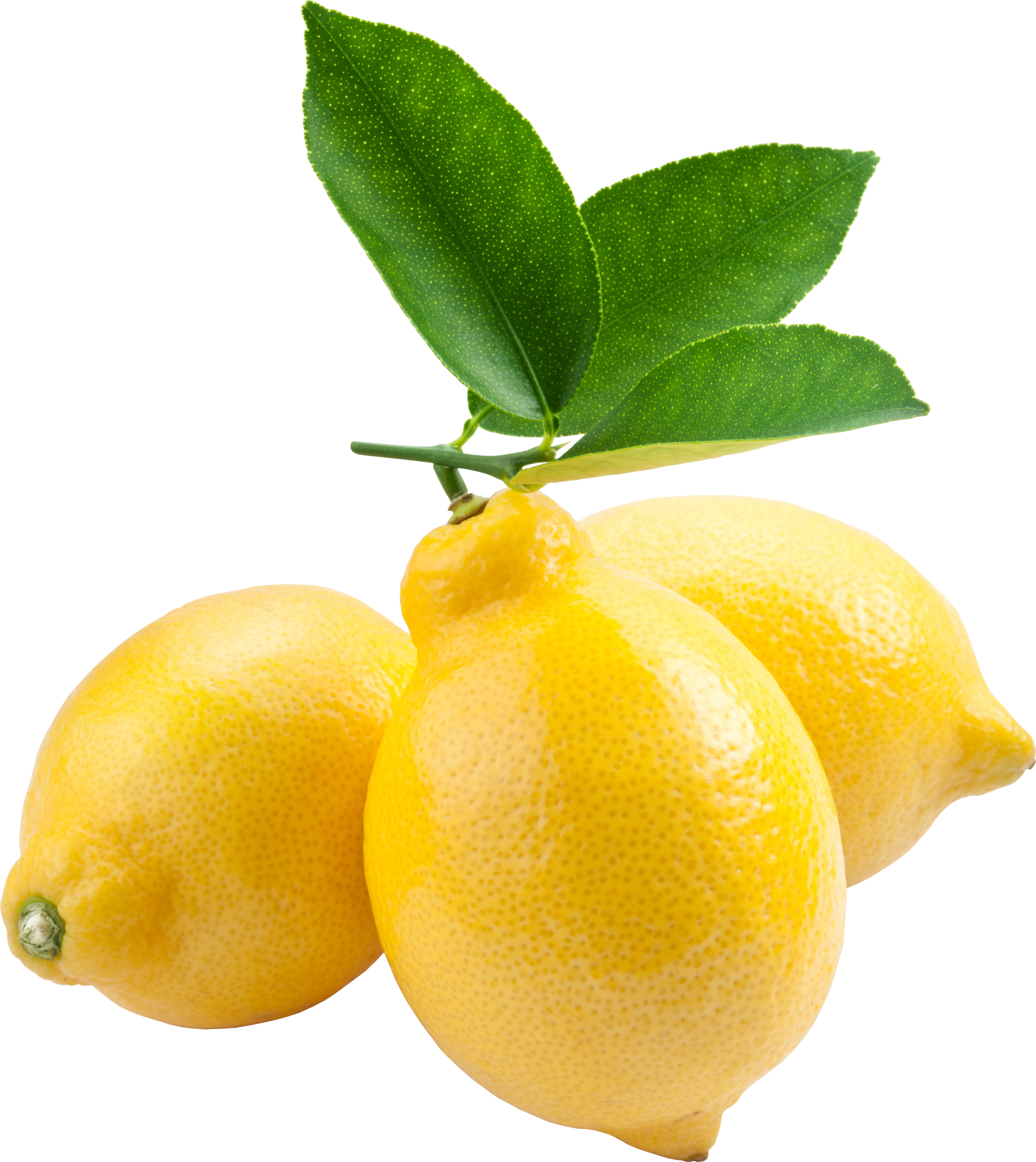 lemons clipart lemon leaf