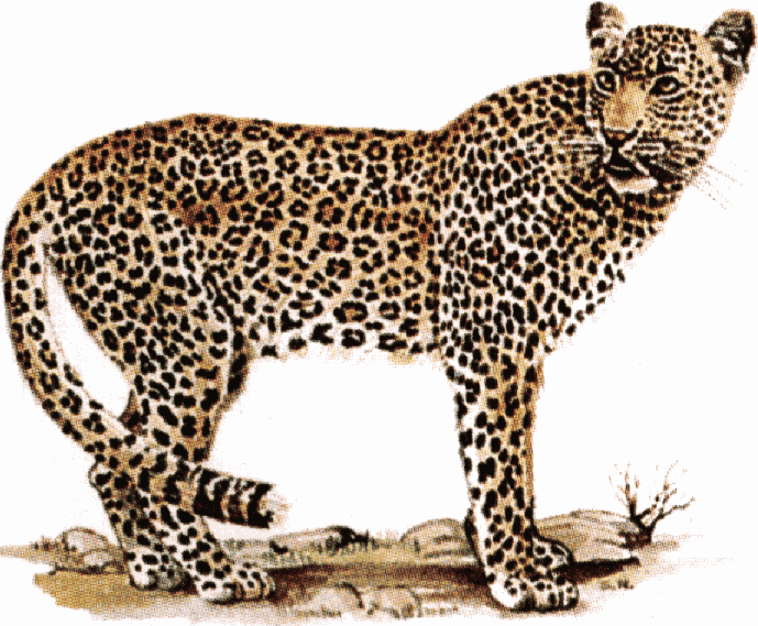Leopard clipart. Pictures panda free images