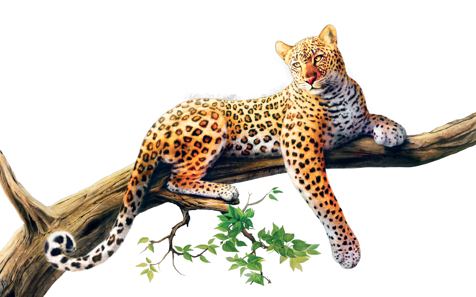 leopard clipart african leopard