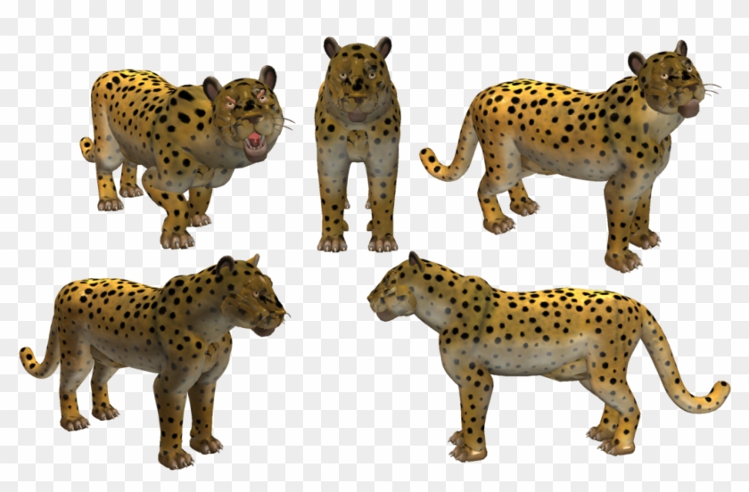 leopard clipart amur leopard