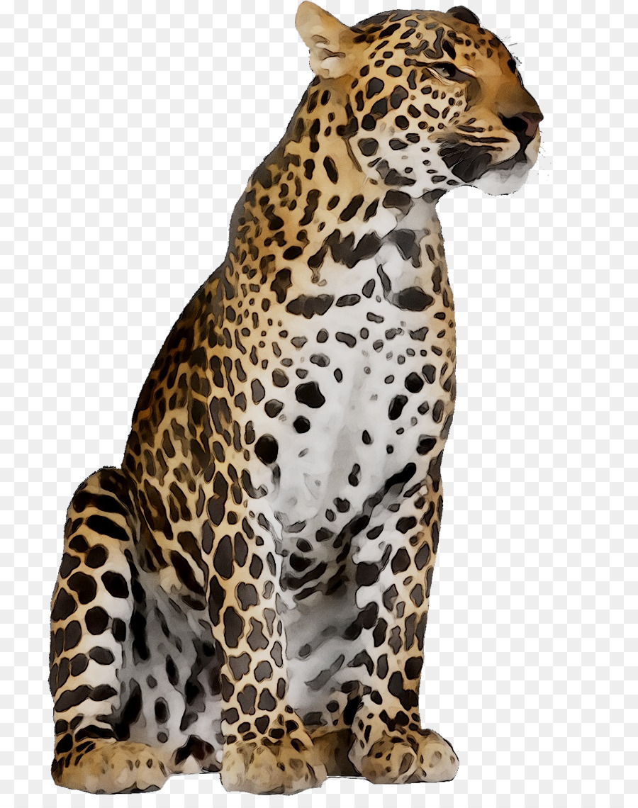 leopard clipart arabian leopard