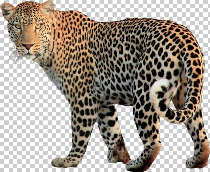 leopard clipart arabian leopard
