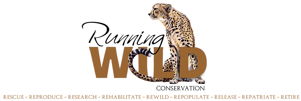 leopard clipart cheetah run