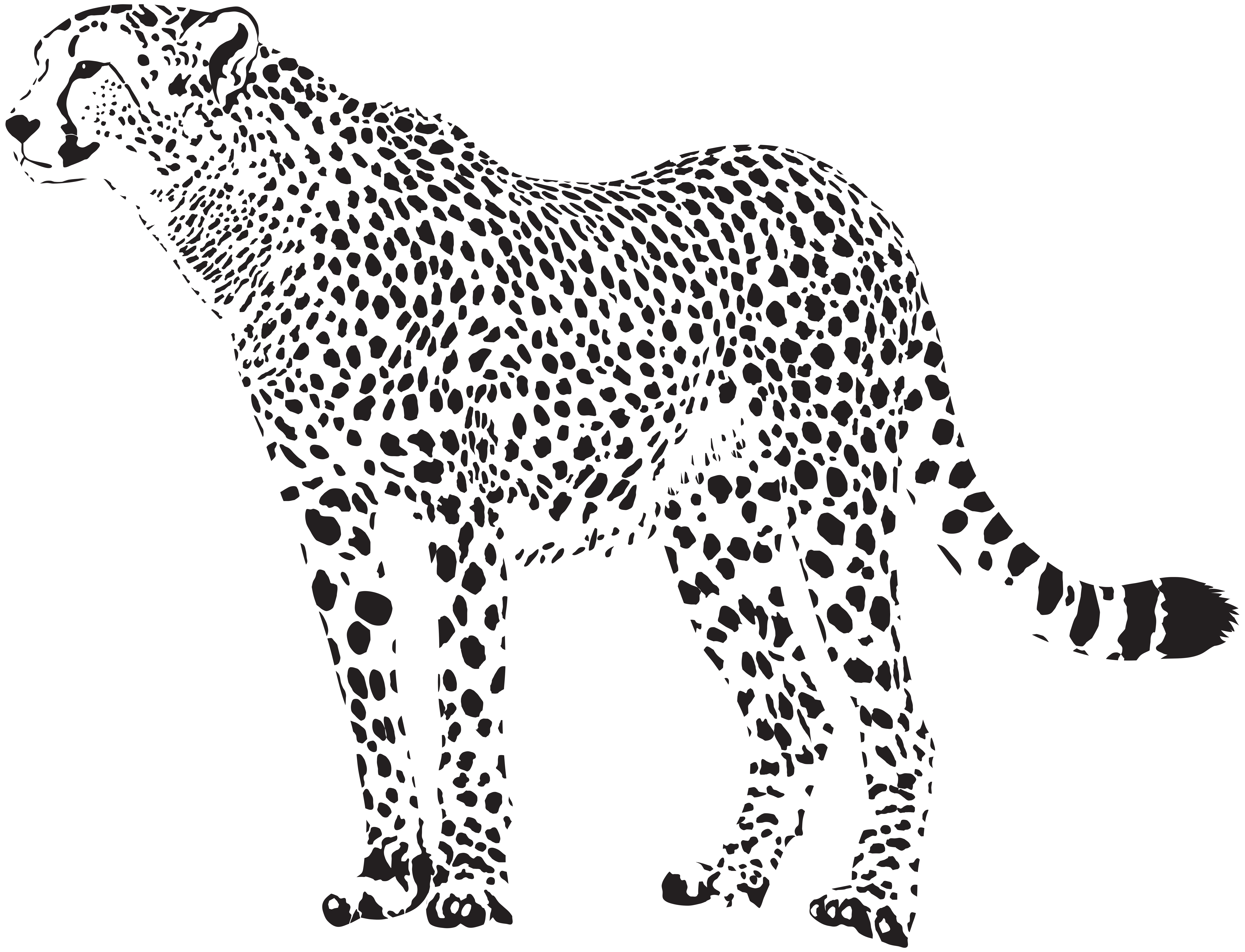leopard clipart cheetahclip