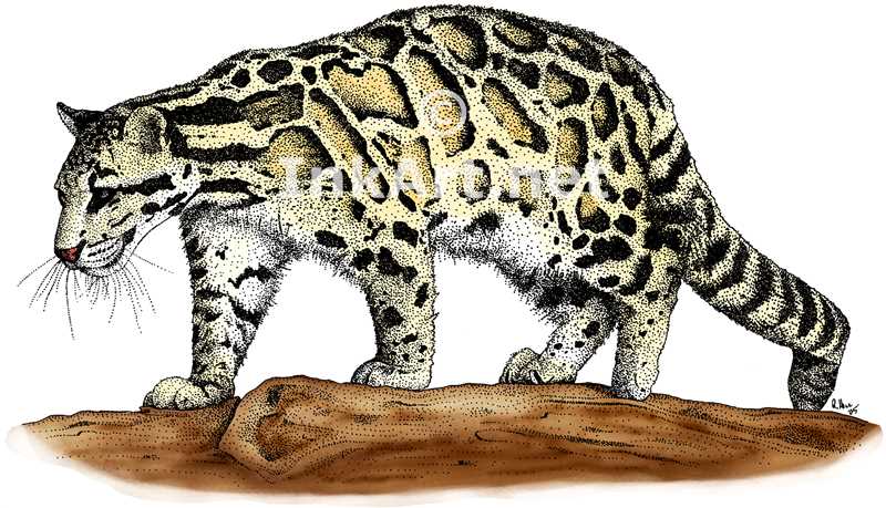 leopard clipart clouded leopard