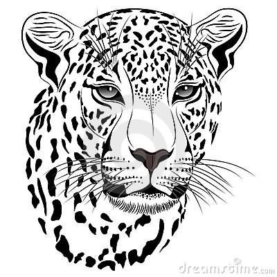 leopard clipart eyes