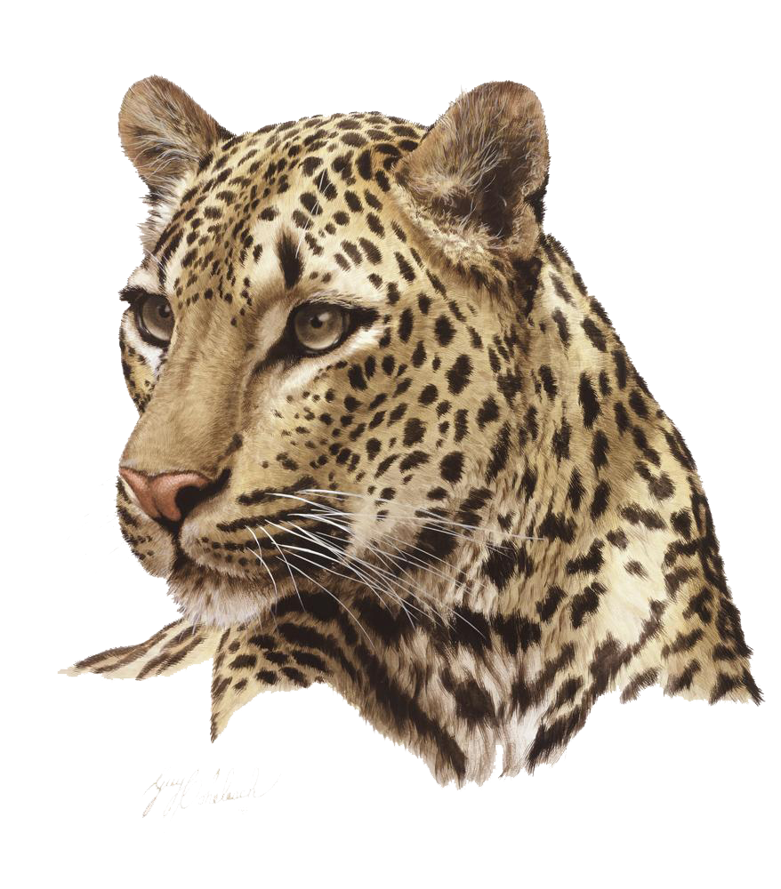Leopard clipart leopard head. Png transparent free images