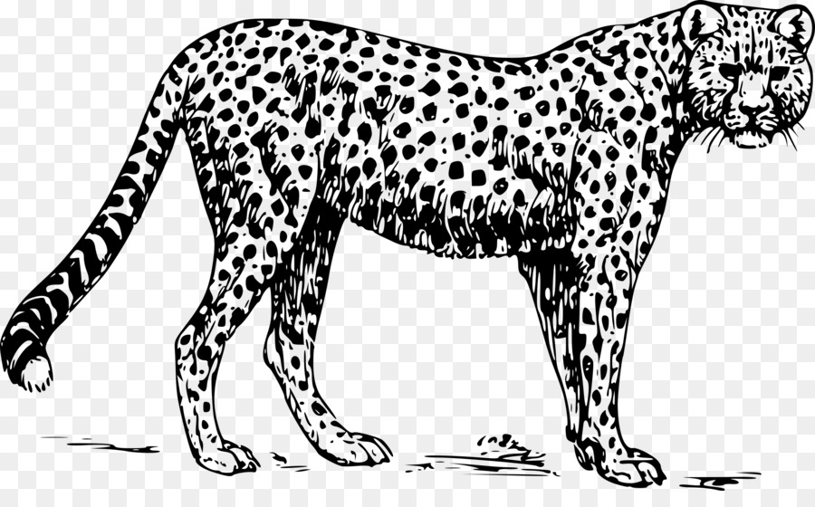 leopard clipart line art