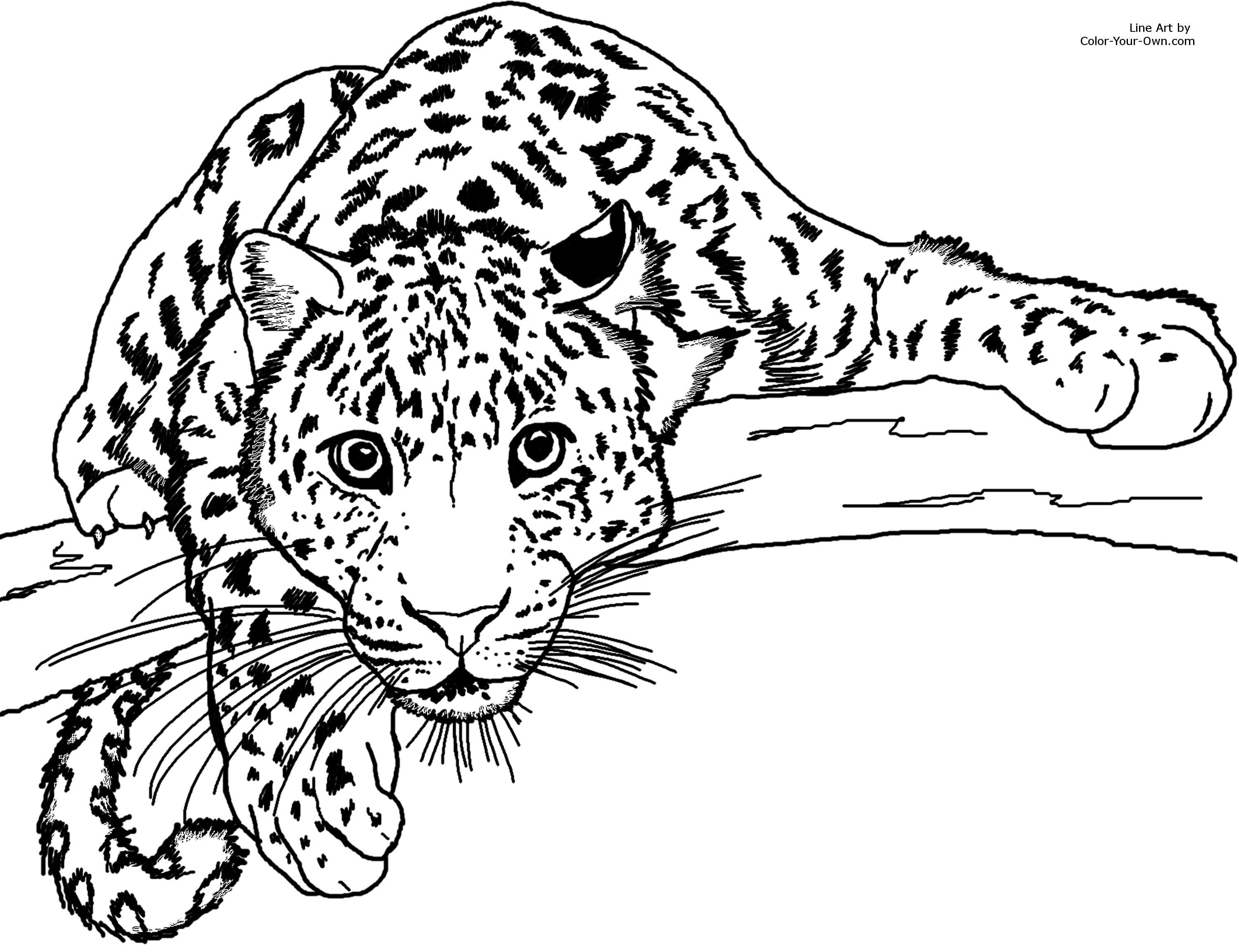 Leopard clipart line art. Drawing at paintingvalley com