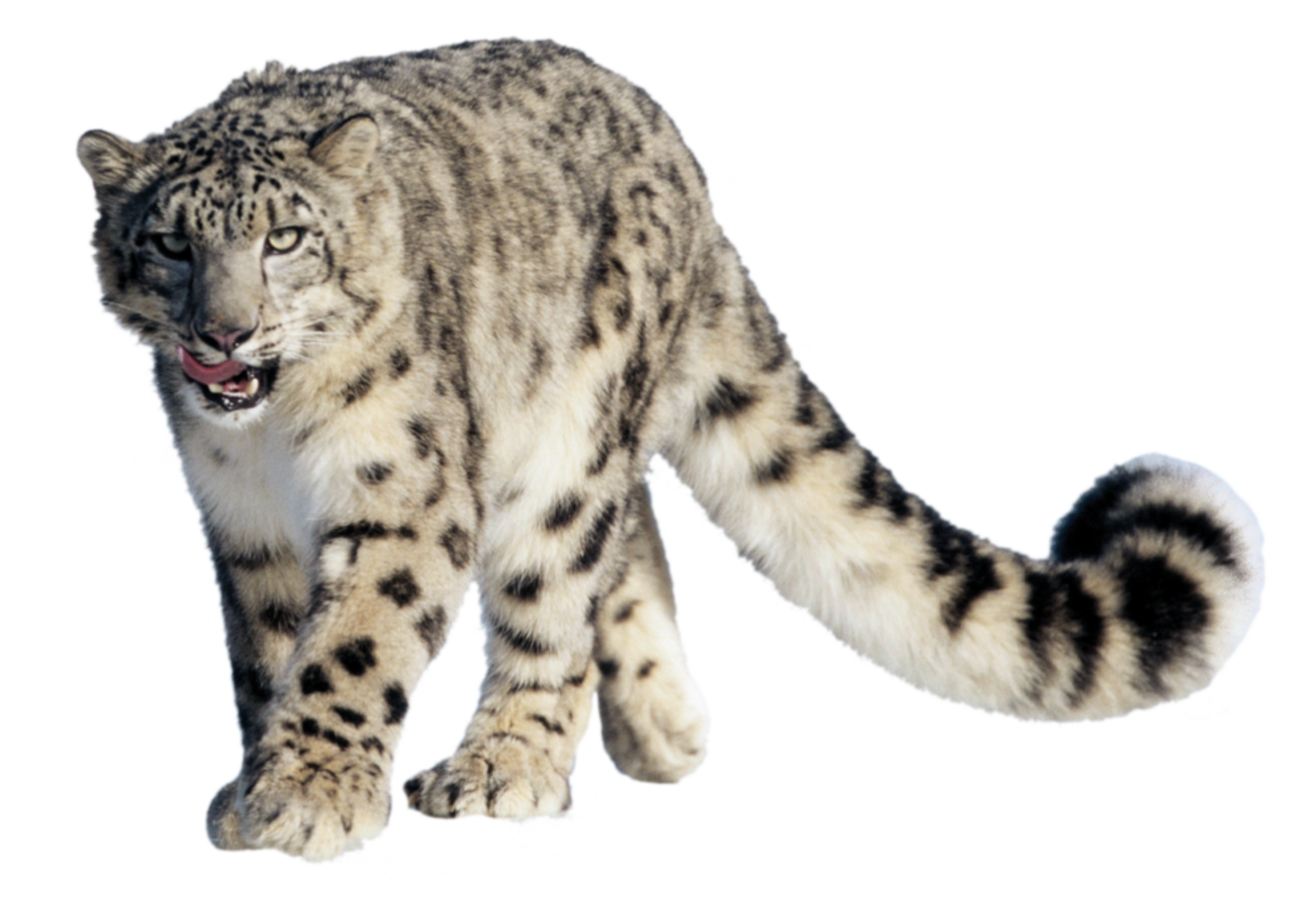 Free snow cliparts download. Leopard clipart paw print