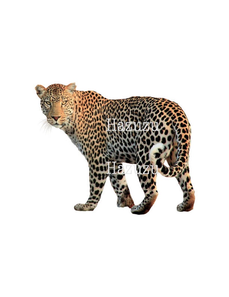 leopard clipart wild animal
