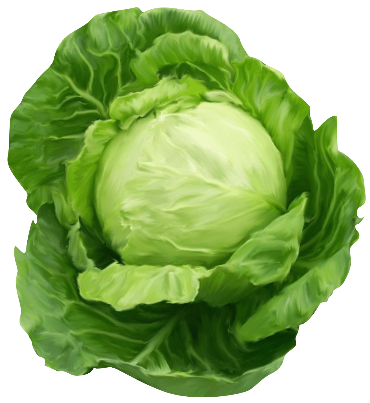 lettuce clipart animated