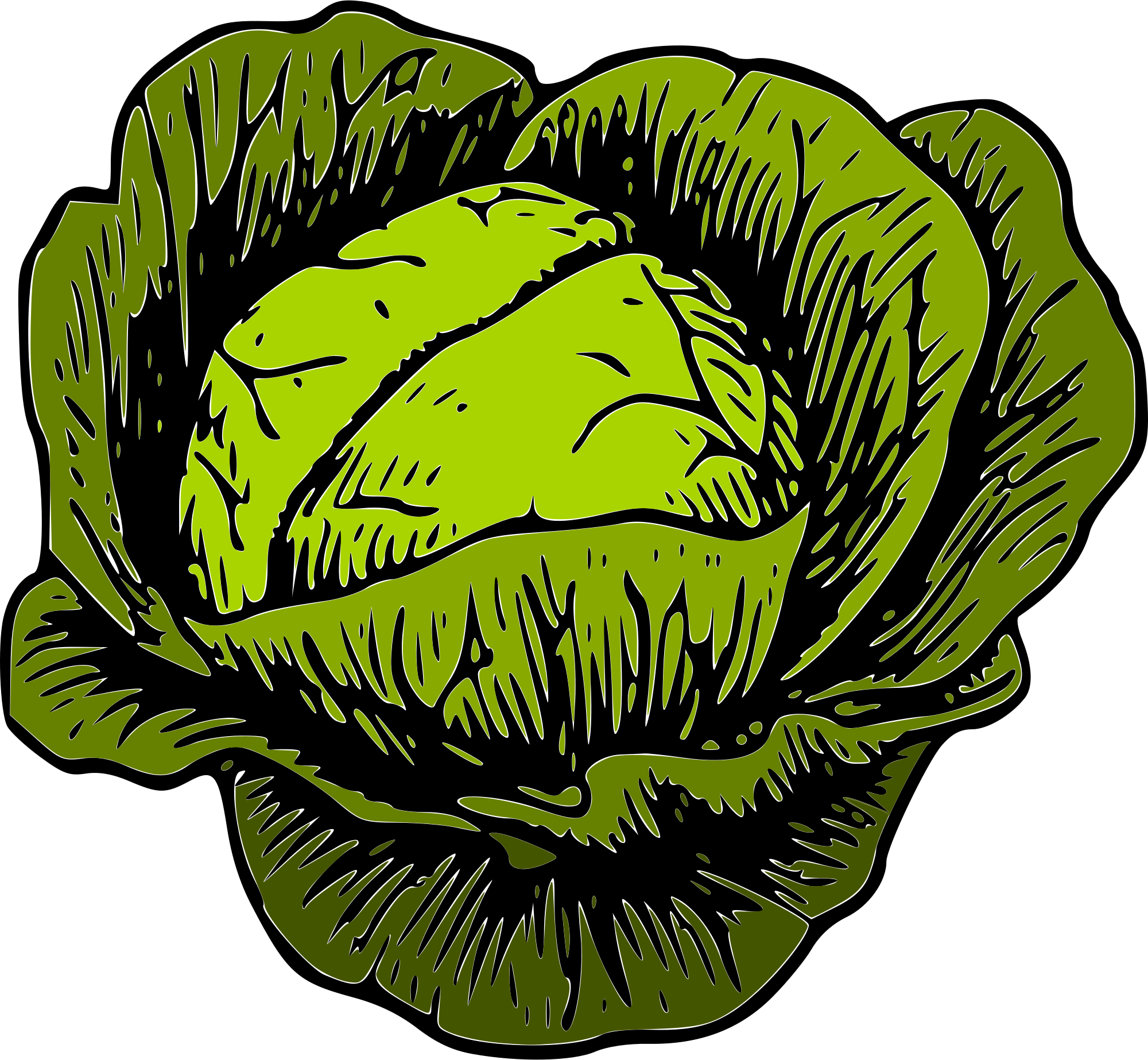 File green svg wikimedia. Lettuce clipart cabbage