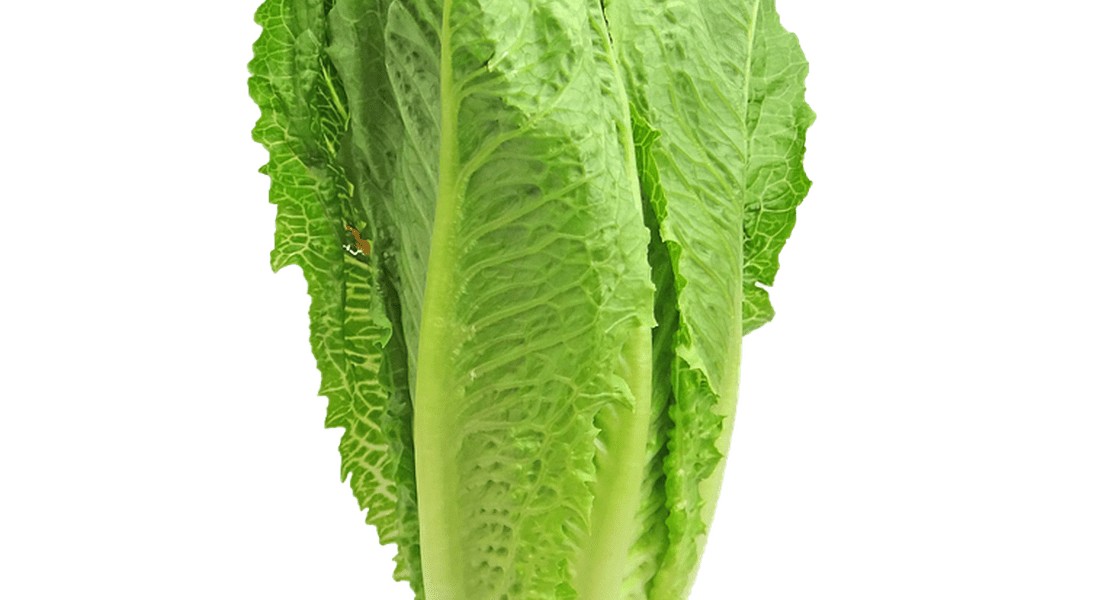 Lettuce cabbage chinese