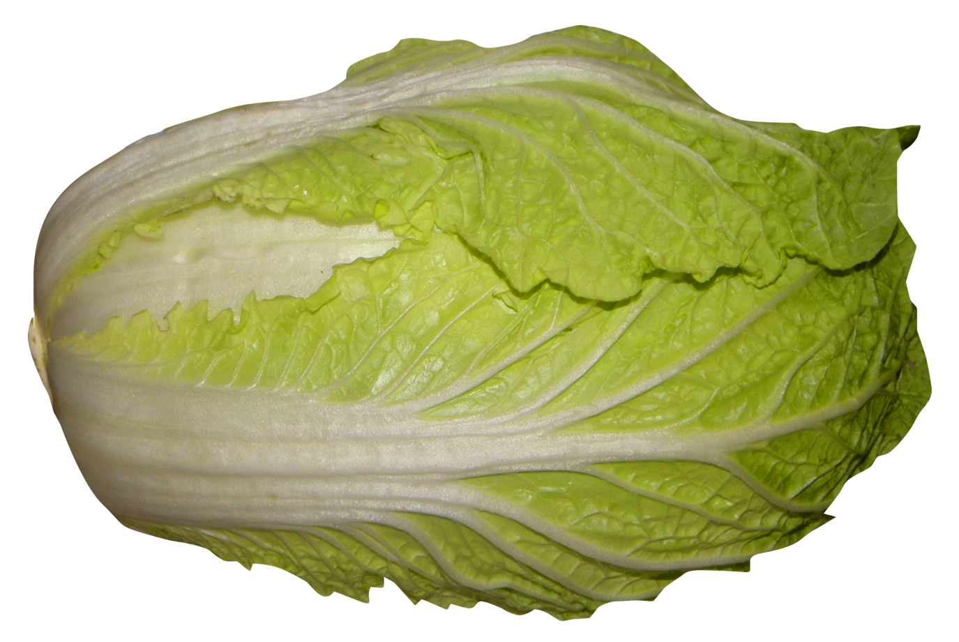 lettuce clipart cabbage chinese