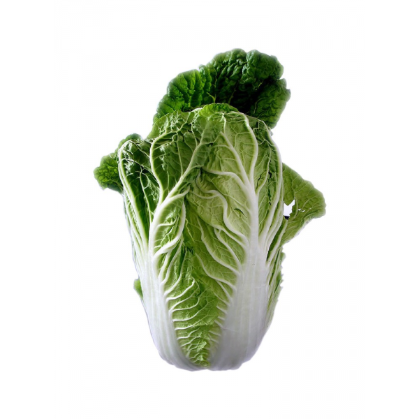 lettuce clipart cabbage chinese