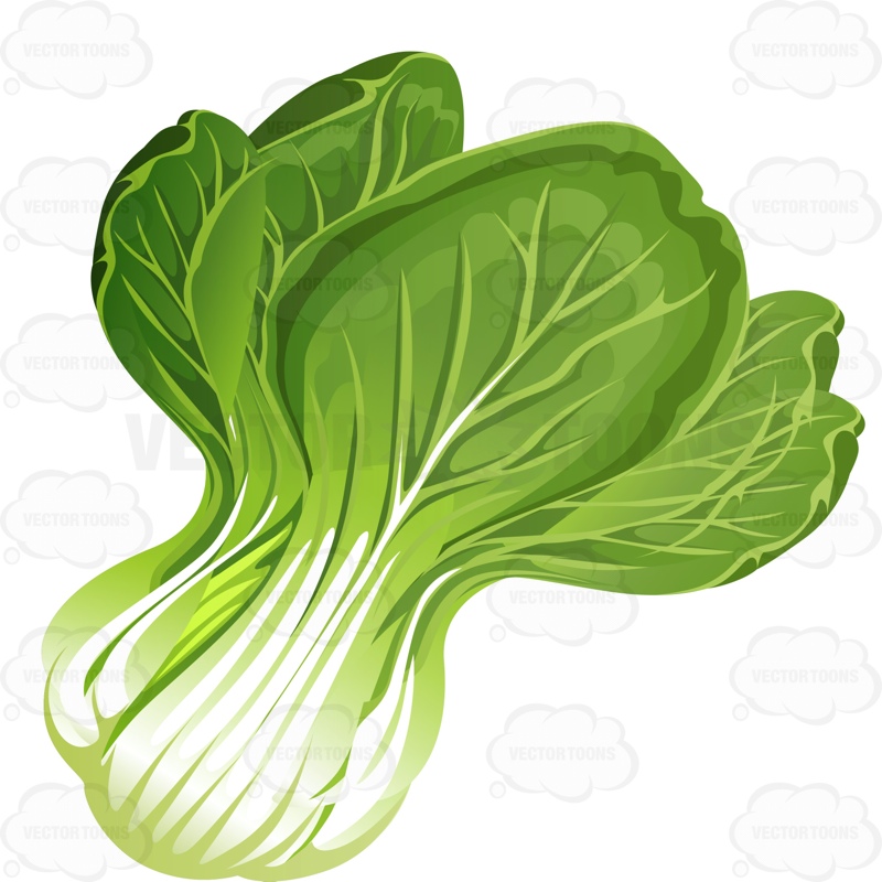 Lettuce clipart cartoon. Download romaine vegetable 