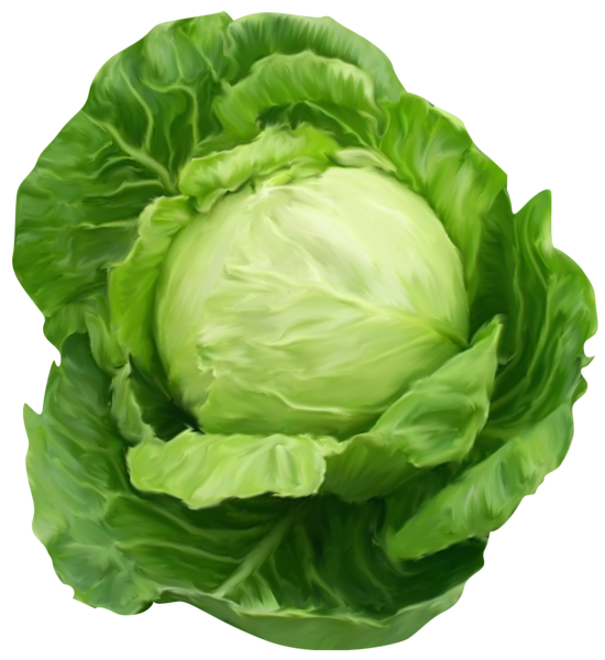 Gallery free pictures . Lettuce clipart cartoon