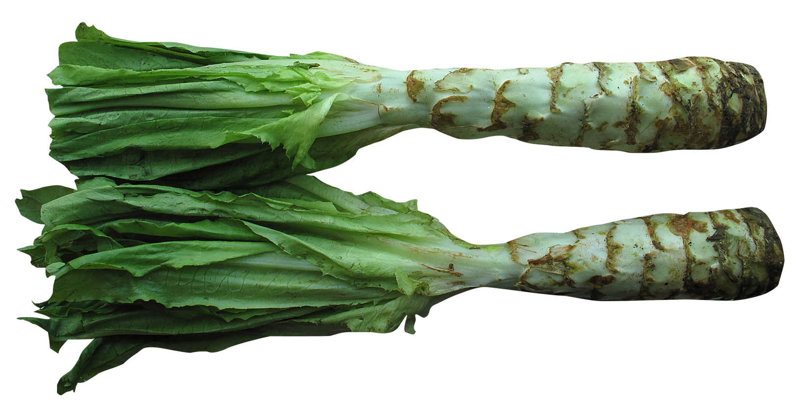 Celtuce png image purepng. Lettuce clipart collard greens